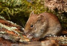 11 Roetelmaus Br Struth Stp